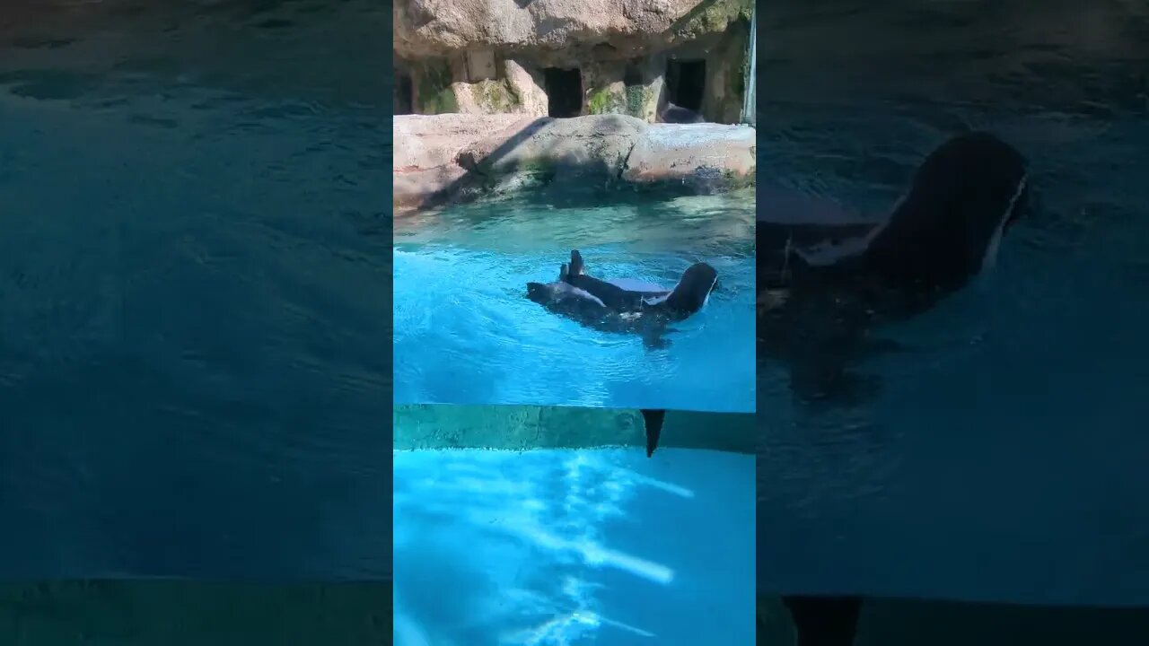 Too Cute!! Humboldt Penguin Taking A Bath - Columbus Zoo