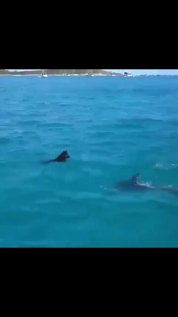 Incredible moment wild dolphin plays with a swimming dog