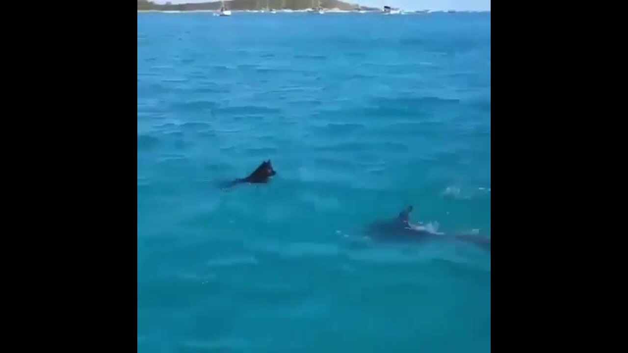 Incredible moment wild dolphin plays with a swimming dog