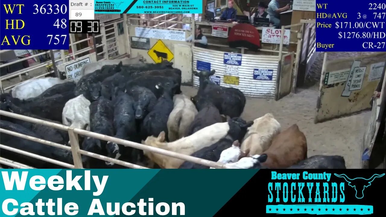 4/11/2023 - Beaver County Stockyards Livestock Auction