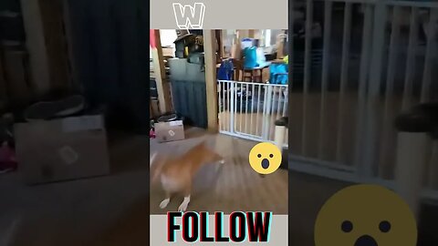 Doggy Springs Straight Over Gate