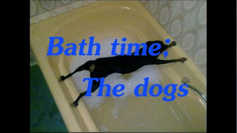 Dogs don't want to take a bath