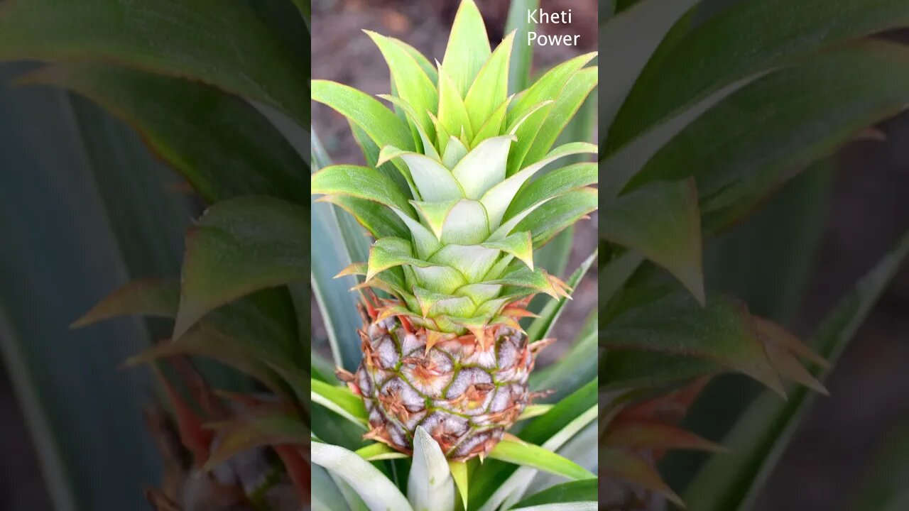 Follow these steps to prepare 2 kg of pineapple | 2 किलो का अनानास तैयार करने के लिए Kheti Power