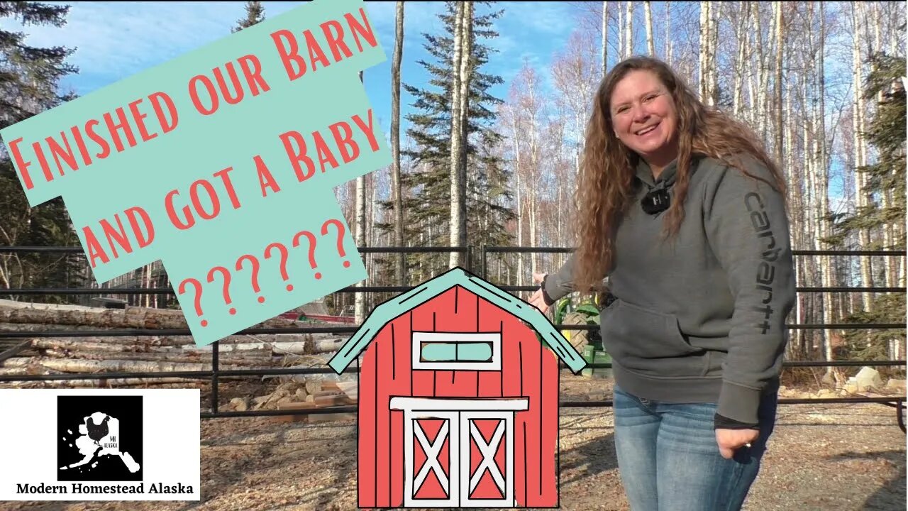 Finished our Alaska Homestead barn for a baby......... #alaska #homesteading #modernhomesteadalaska