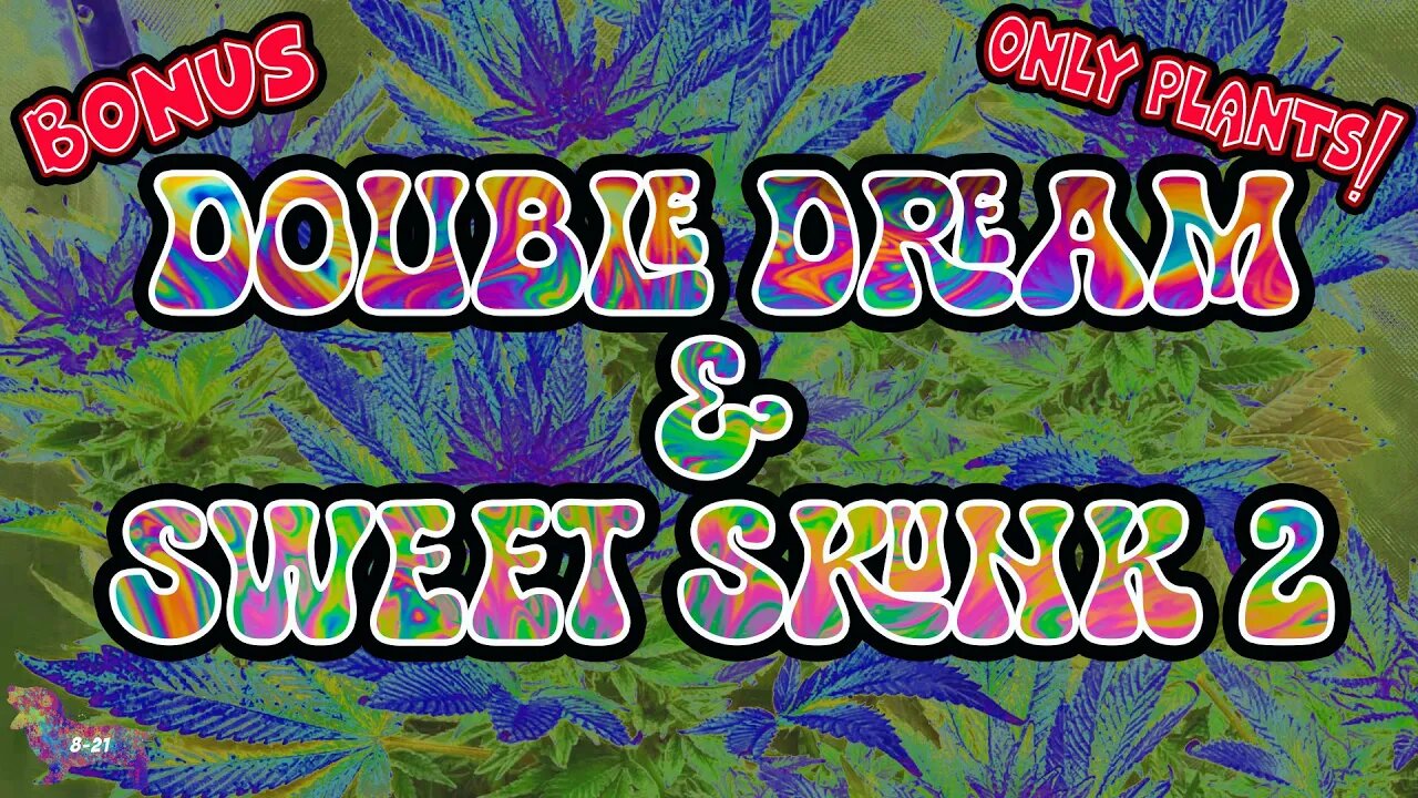 Double Dream & Sweet Skunk 2 (Only Plants)