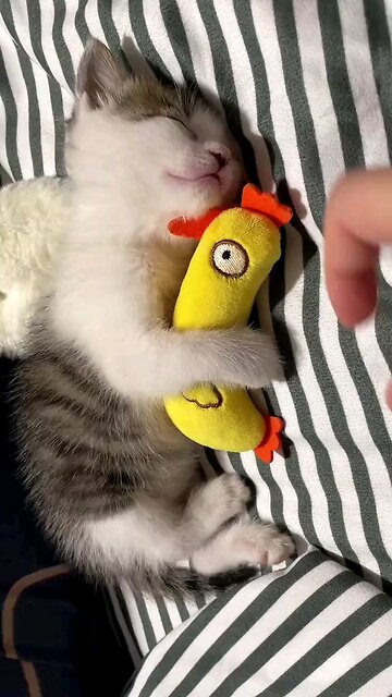 beautiful and fun cats