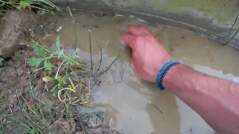 Rescue crabs to feed my turtles!-7