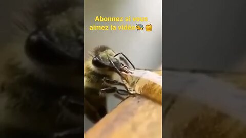 le monde des abeilles♥️♥️