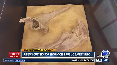 Dinosaur bones back at Thornton public safety building