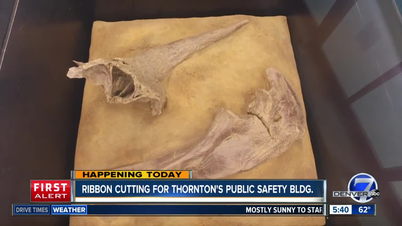 Dinosaur bones back at Thornton public safety building