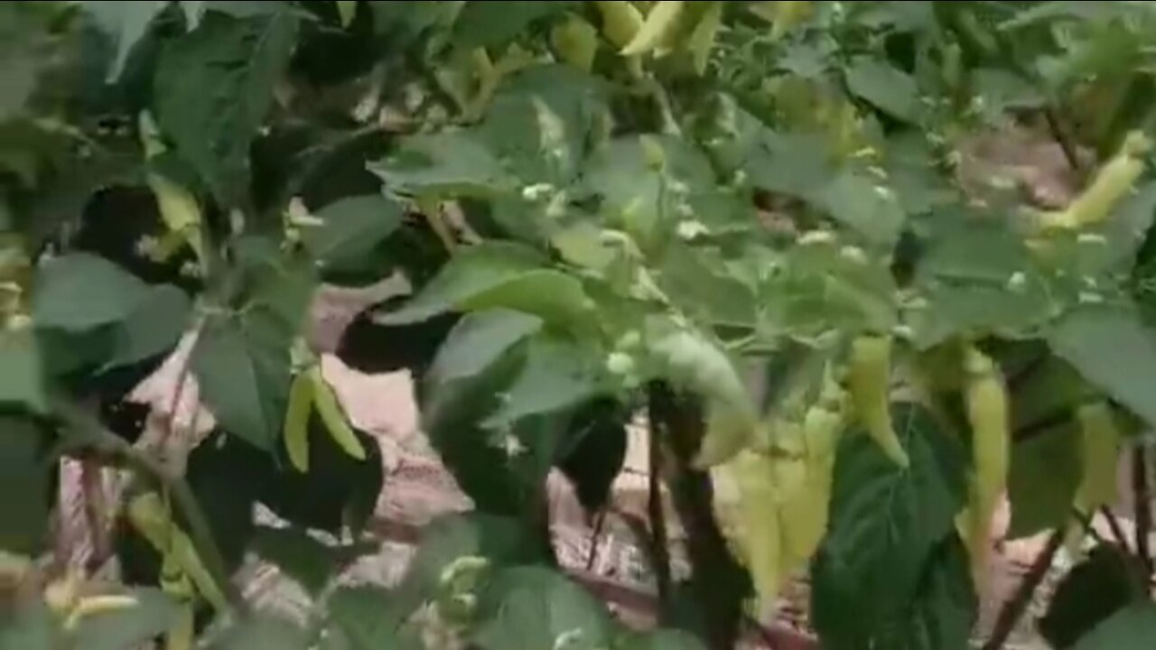 Cayenne pepper ready to harvest