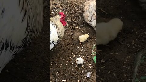 2 hens battling over 3 chicks