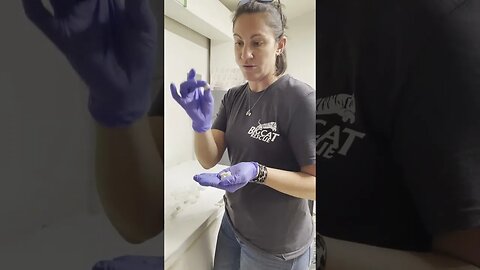 Part 5 of 5 Big Cat Meds Dispensing