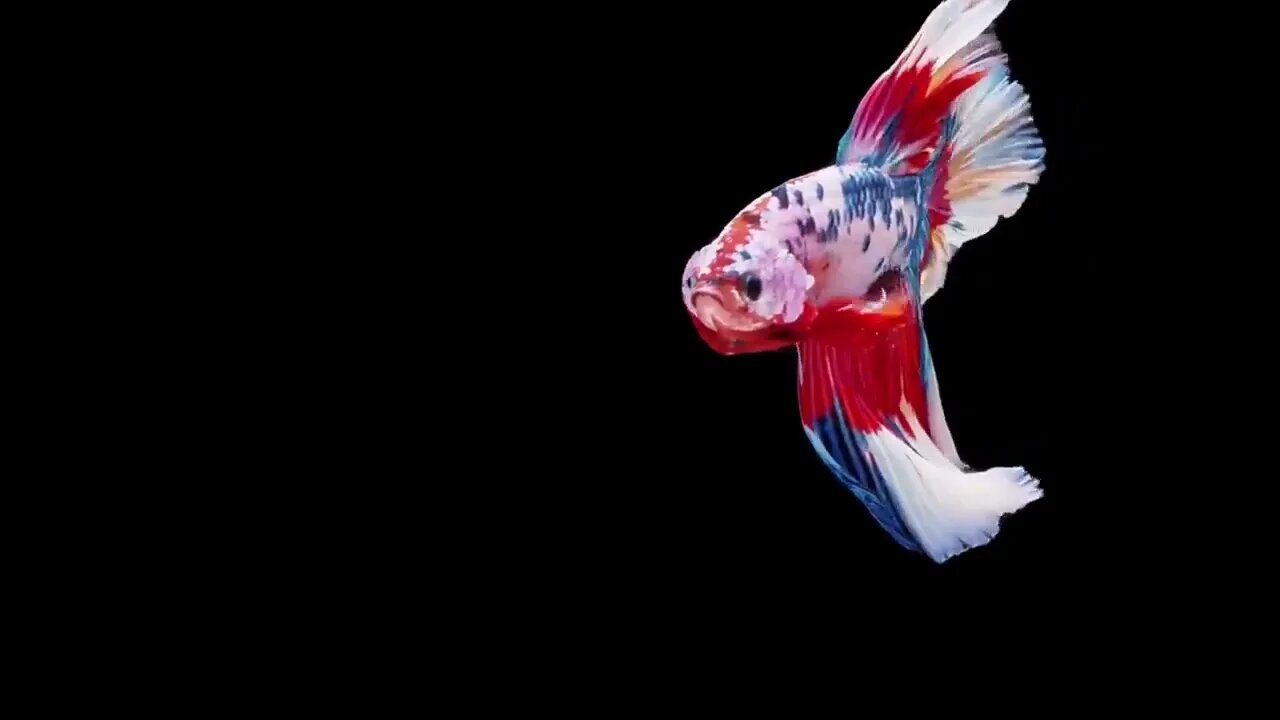 Battle Of The SEXES! Male Fish Vs Female Fish 9
