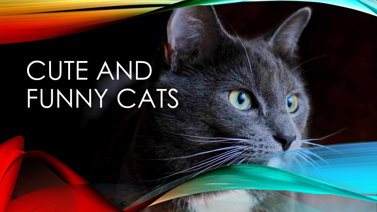Cute and funny cats 1 of 4 videos 2022