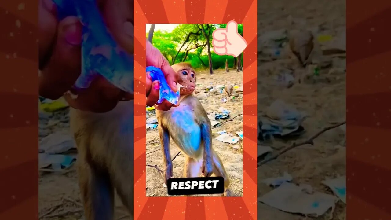 RESPECT #respect #monkey #shortsanimals