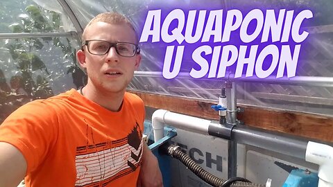 BEST Aquaponic U siphon/ Bridge siphon! (connecting two aquaponic grow beds using a u siphon)