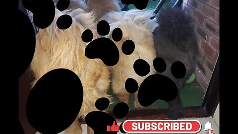 #shorts Chow Chow Dog Living in South Africa Num:24 #chowchowpuppies #chowchowdog #southafricachows