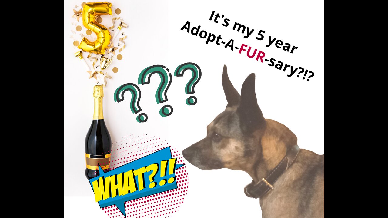 Happy 5 Year Adopt-A-FUR-sary to Jack!!
