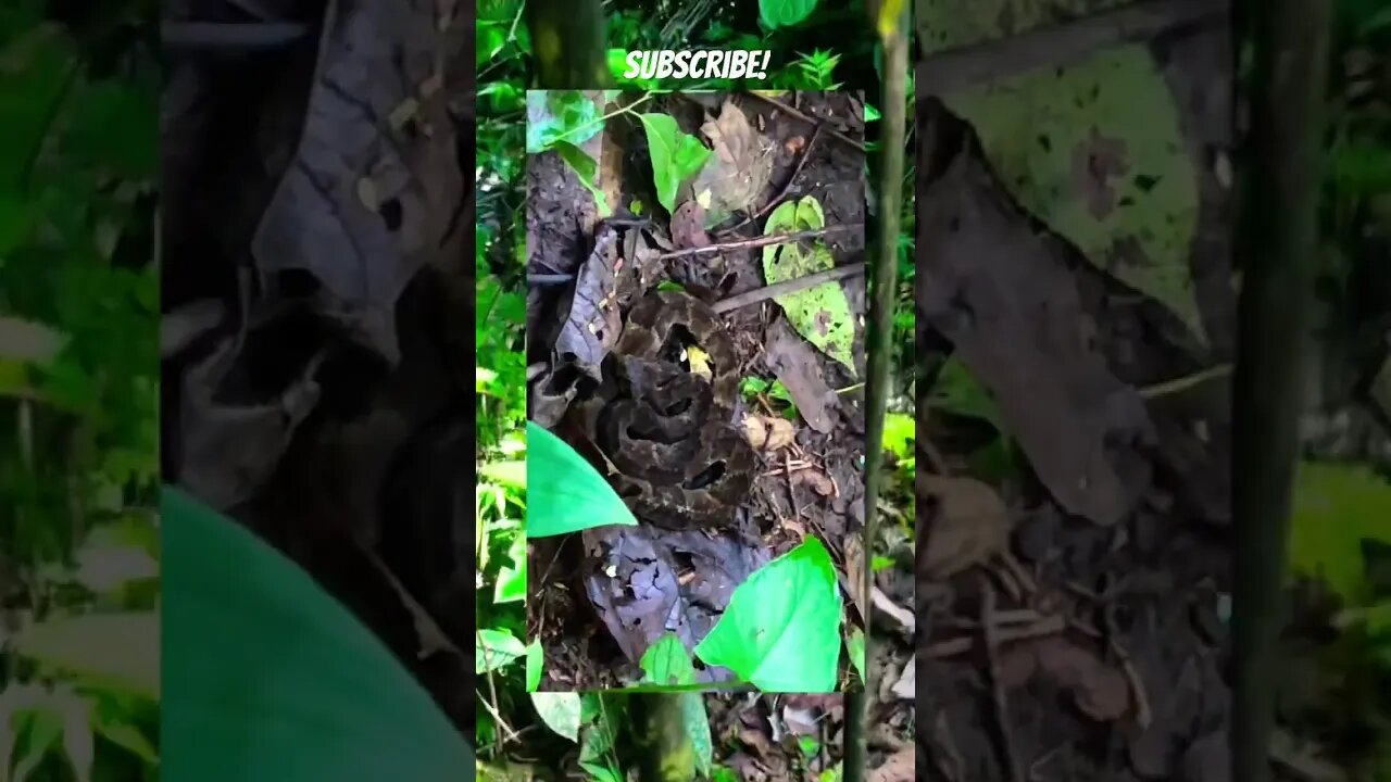 How Shamans Find Medicine in the Rainforest #amazonrainforest #shorts #shaman