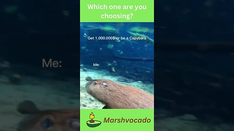 Capybara or money #shorts #capy #capybara #capybaratiktok #capytok #capybaratok #capybaramemes #fyp