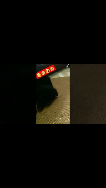 #coachella #shorts #funnydogs