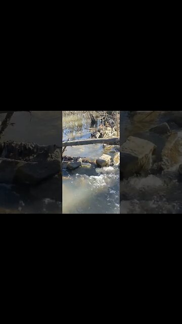 Soothing Sounds of a Small Brook in a Forest Preserve #shorts #soothingsounds #naturesounds