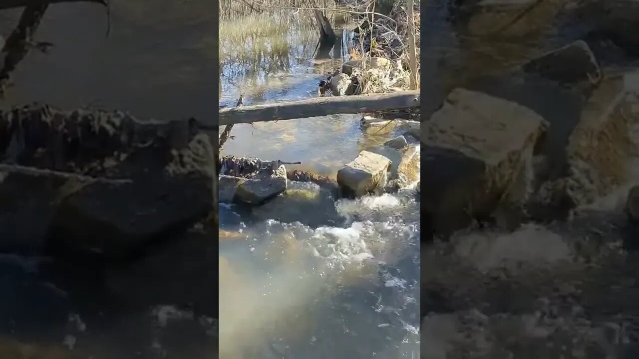 Soothing Sounds of a Small Brook in a Forest Preserve #shorts #soothingsounds #naturesounds