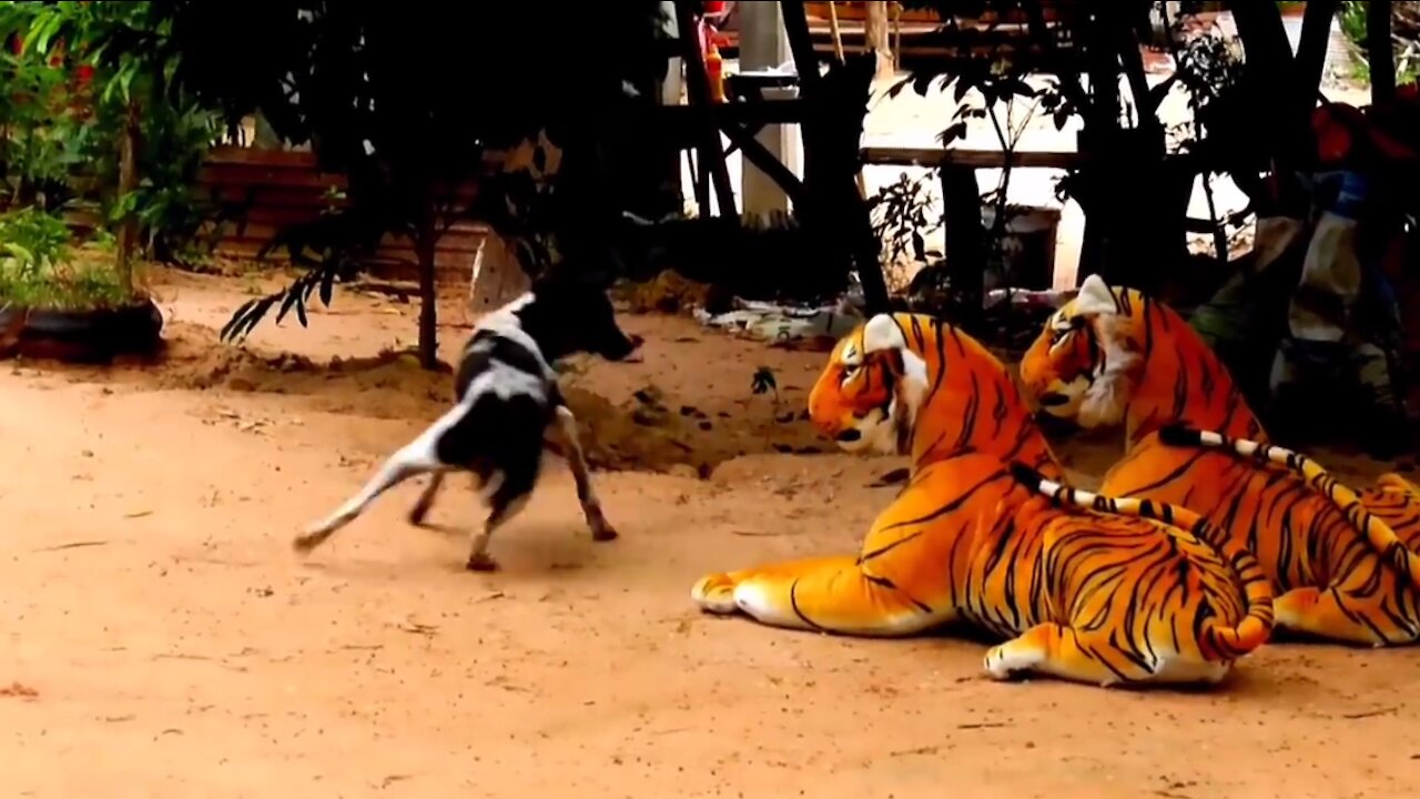 Fake Tiger Vs Dog Prank Video || TRY NOT TO LAUGH CHALLENGE