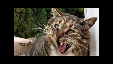 😻😹 Hilarious Cat Antics: Compilation №22