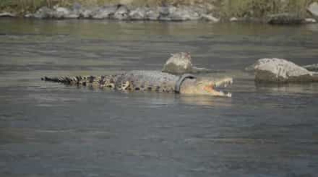 Crocodilo vive há dois anos com pneu preso no corpo