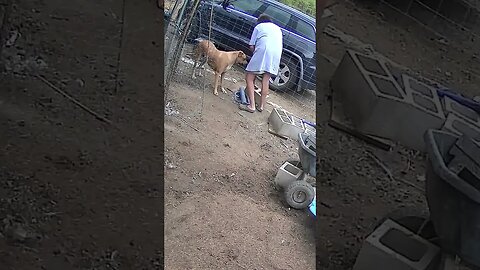 Farm cam. A dog and his human