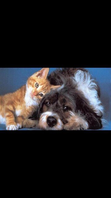 A dog playing with a rescued cat