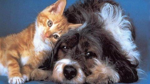 A dog playing with a rescued cat