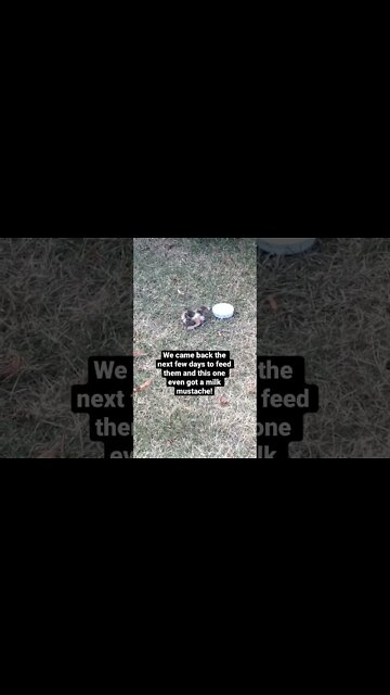 We SAVED two little KITTENS…they NEVER GAVE UP! A lesson for us all