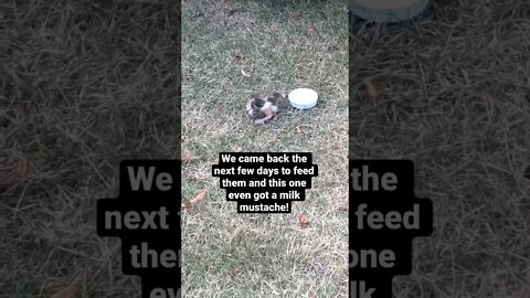 We SAVED two little KITTENS…they NEVER GAVE UP! A lesson for us all