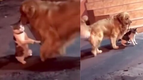 dog escaping from fighting - watch this video