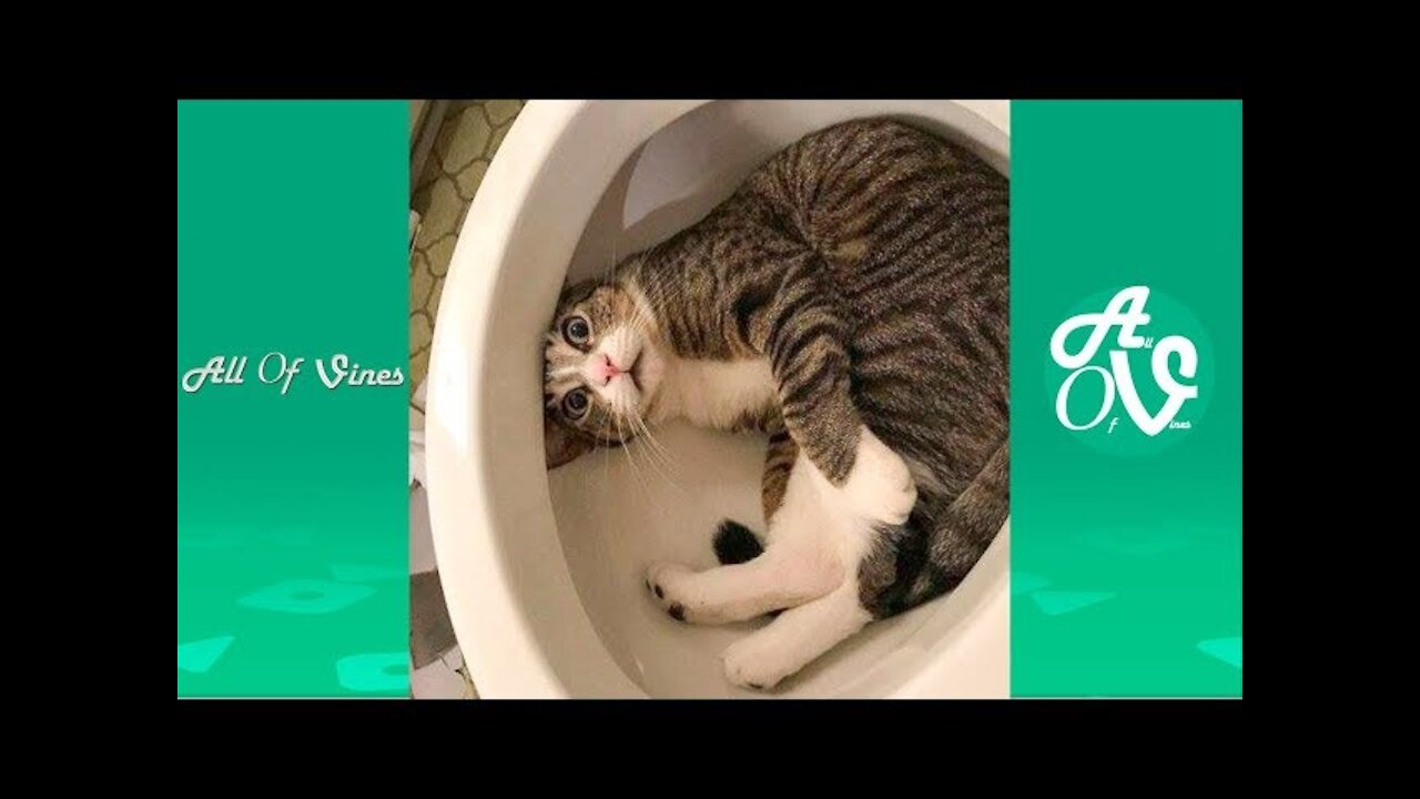 Try Not To Laugh Watch This Animals Go Crazy (Really Funny Videos 2021)