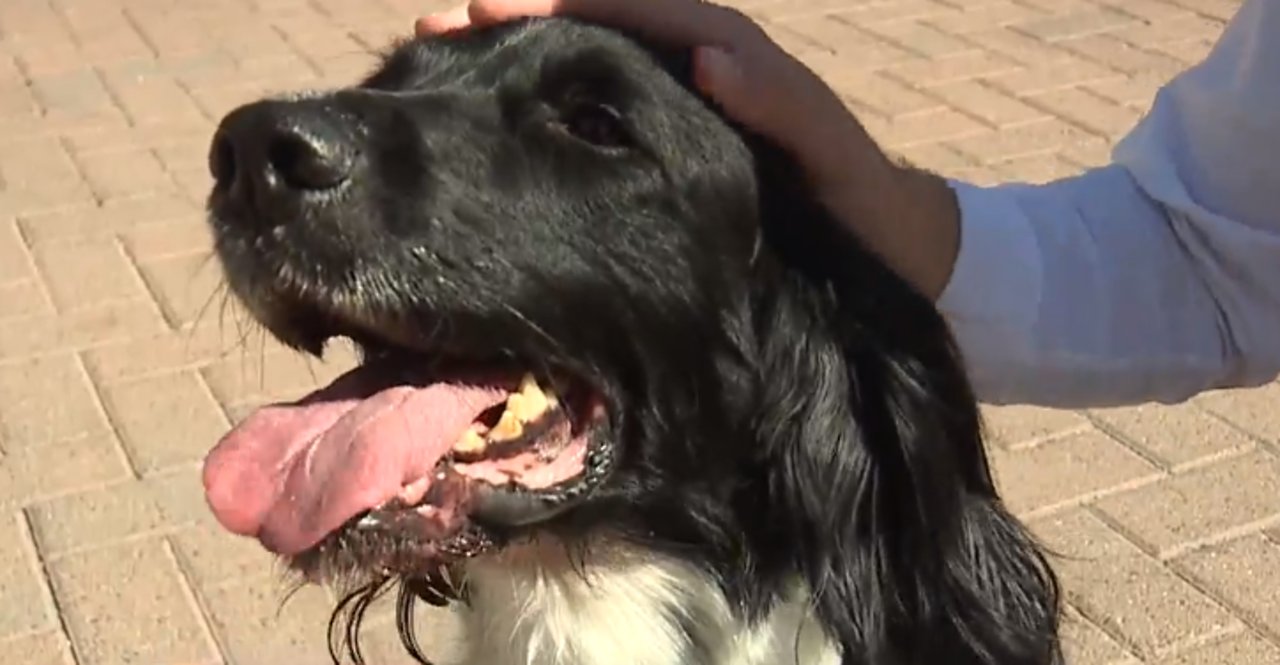 UNLV police K9s on patrol for potential suspicious packages