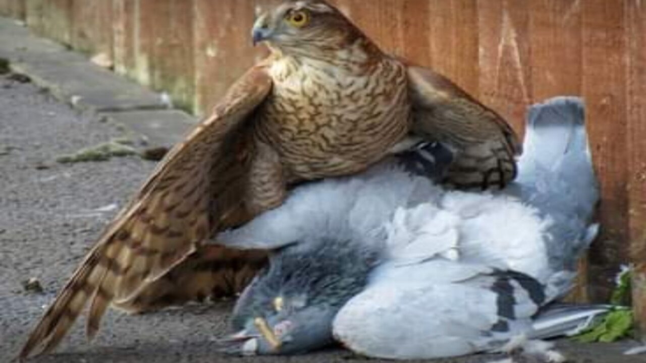 Sparrowhawk catches Wood Pigeon and is then harassed by two Magpies