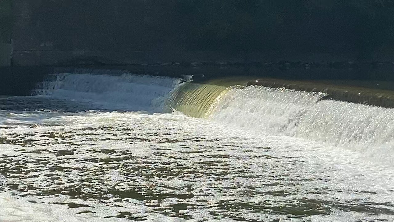 Great White Egret fishing success