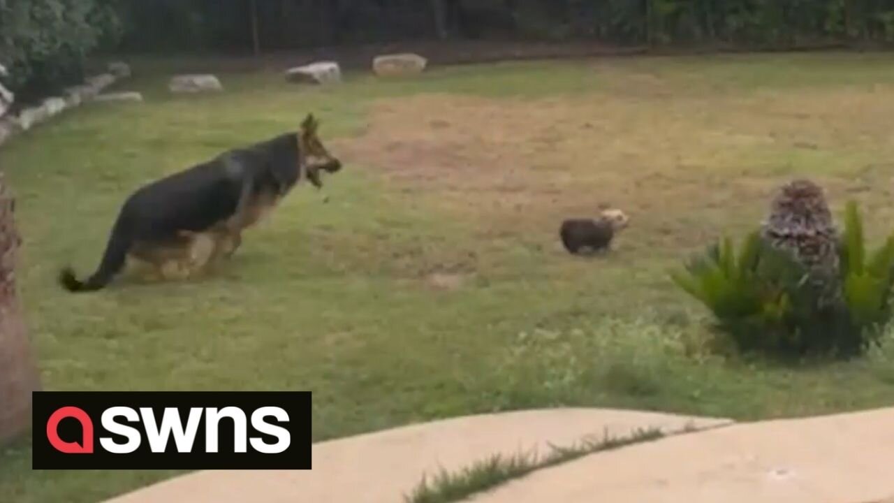 Amusing video of German Shepherd chasing Yorkie is straight out of a Looney Tunes cartoon