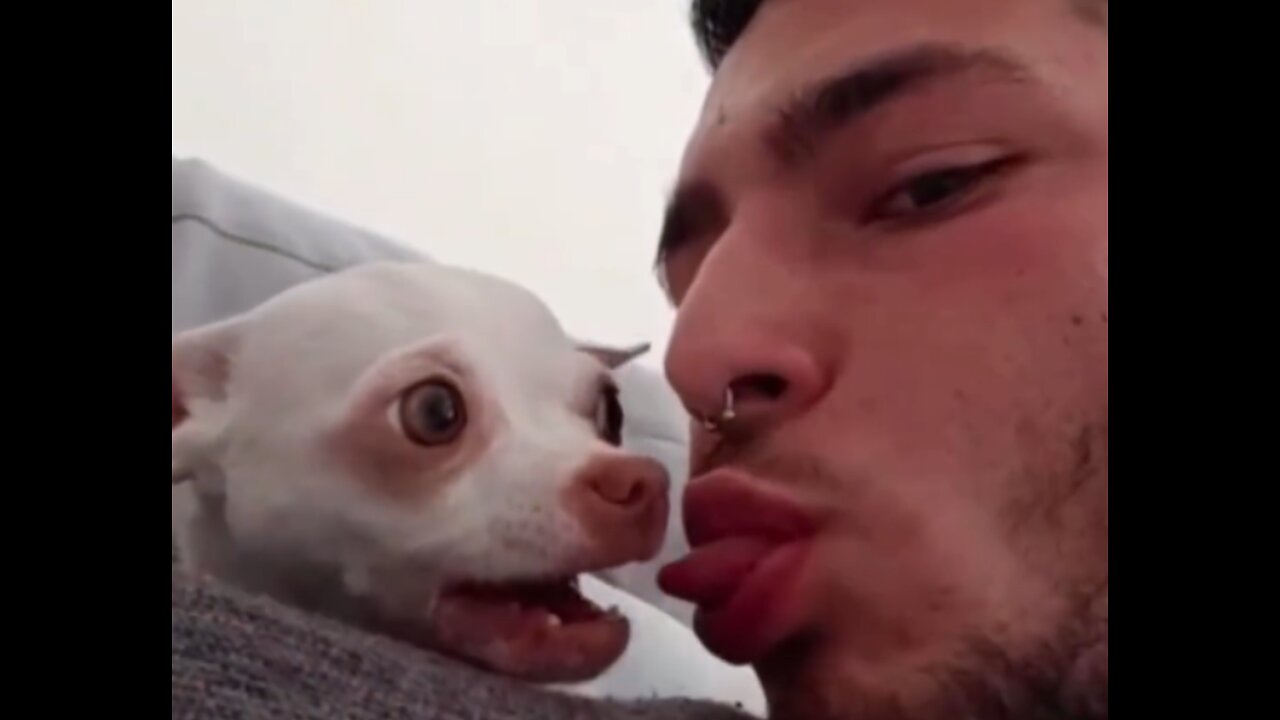 Hilarious Reactions of Dogs to Owner Kisses 😂🐶