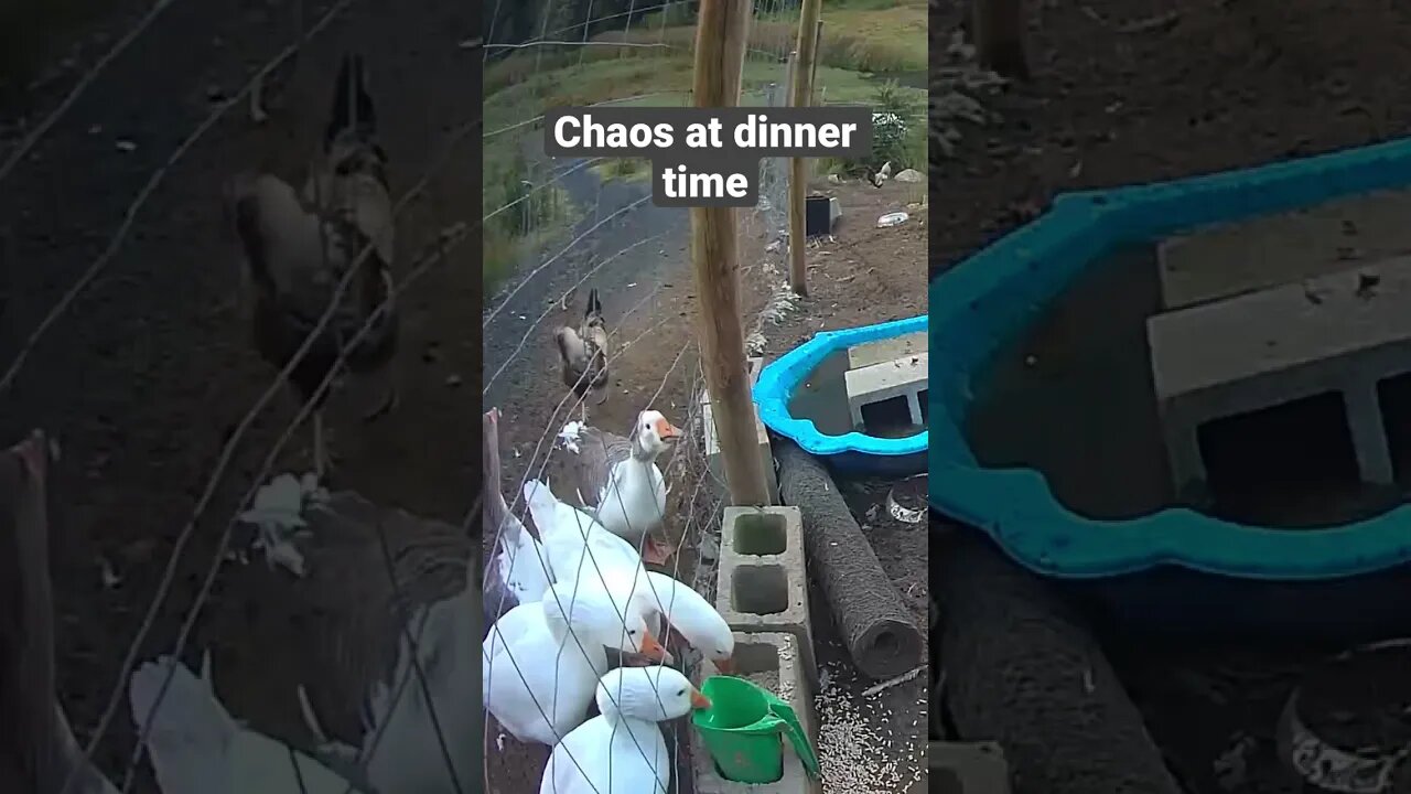 Farm surveillance. Feeding geese