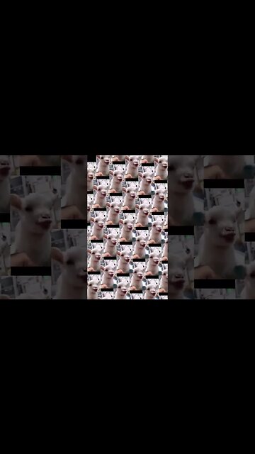 Funny Animal Videos #shorts