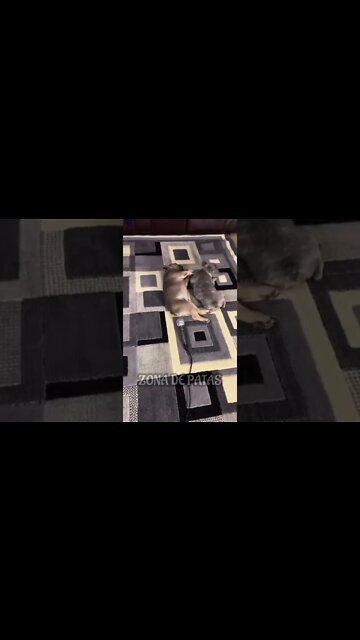 QUANDO TIRAM SUA PRIVACIDADE 🤣🤣🤣