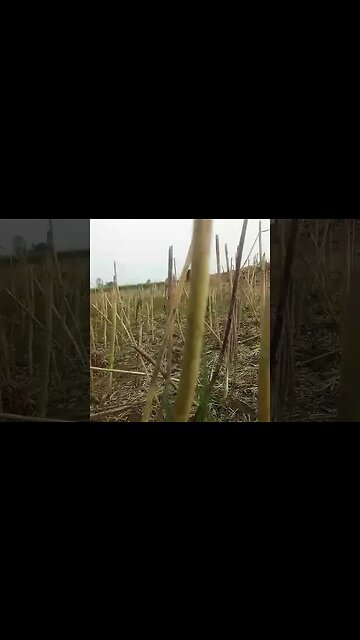 Villeg 🏡 Now | #fyp #zehragüneş #shorts #volleyballworld #volleyball