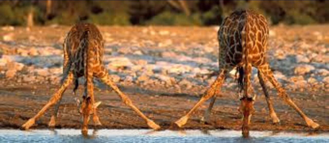 Safari and its inhabitants in African Animals 2022