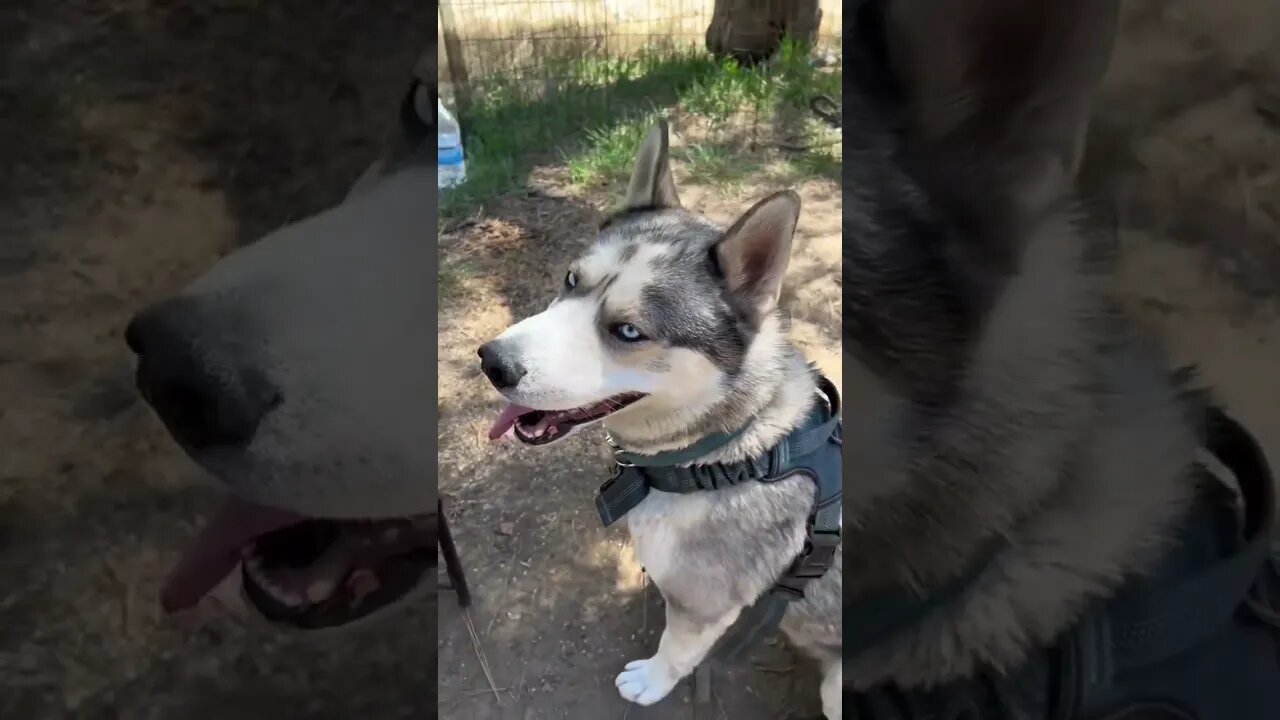 Husky road-trip #husky #dogtalking #huskytalking #roadtrip #cutedogs #dogfood #funnydogs #dogs #fun