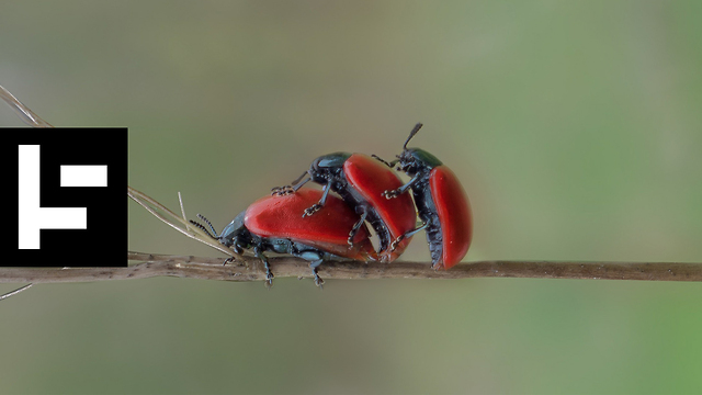 Insect Numbers Are Decreasing By The Second And We Should All Be Very Worried